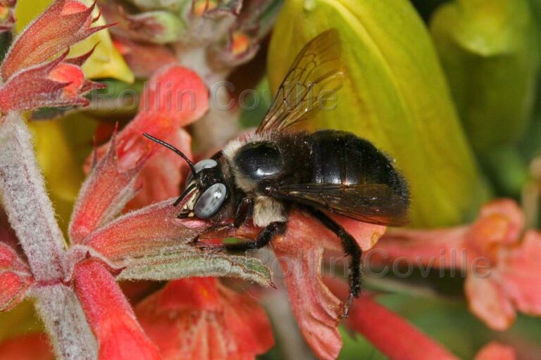 Las abejas y las avispas son lo mismo o tienen diferencias importantes 26 abejas y avispas en un jardin flores
