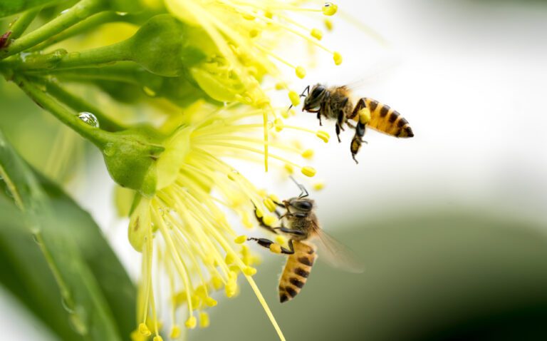 abejas y avispas polinizando flores silvestres