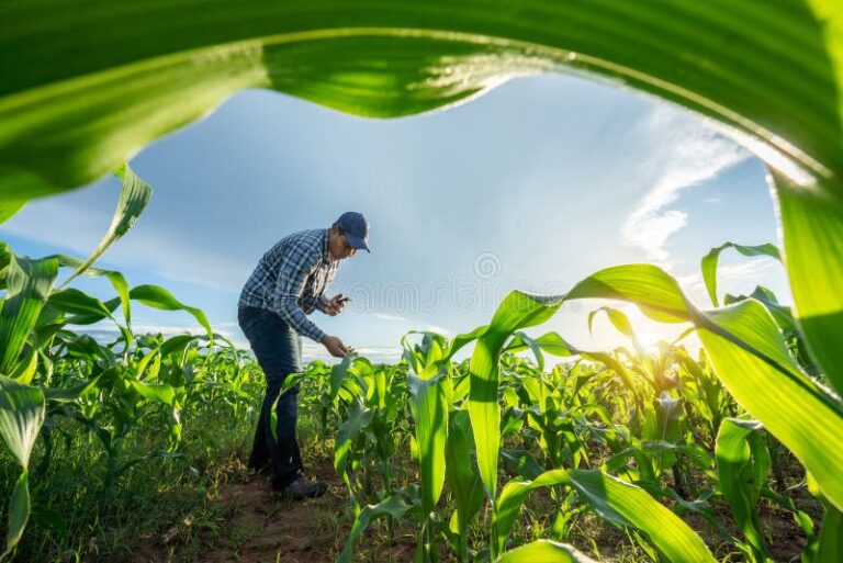 agricultores trabajando en un campo verde