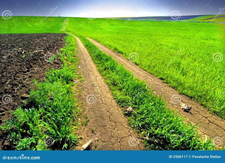 agricultura en campo verde y fertil