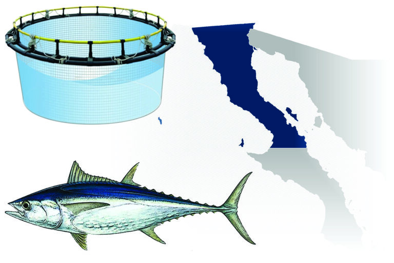 alimentos marinos en el habitat del atun