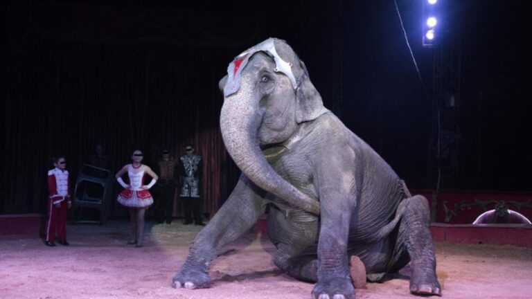 animales en circo bajo condiciones desfavorables