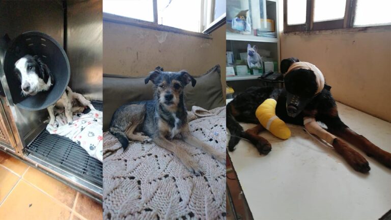 Cuántos animales mueren cada año debido al maltrato animal 2 animales en refugio buscando hogar