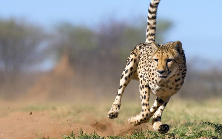 Dónde ver animales salvajes en acción en su hábitat natural 12 animales salvajes en su habitat natural