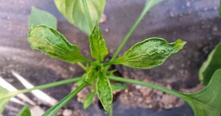 Qué es la araña blanca de jardÃn y cómo afecta a tus plantas 24 arana blanca sobre hojas de plantas