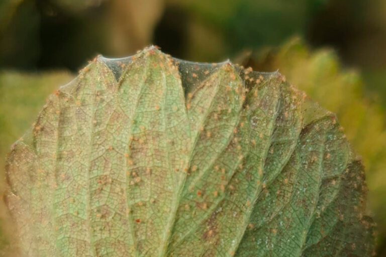Cómo afecta la araña roja a las plantas y cómo combatirla eficazmente 30 arana roja en hojas de planta