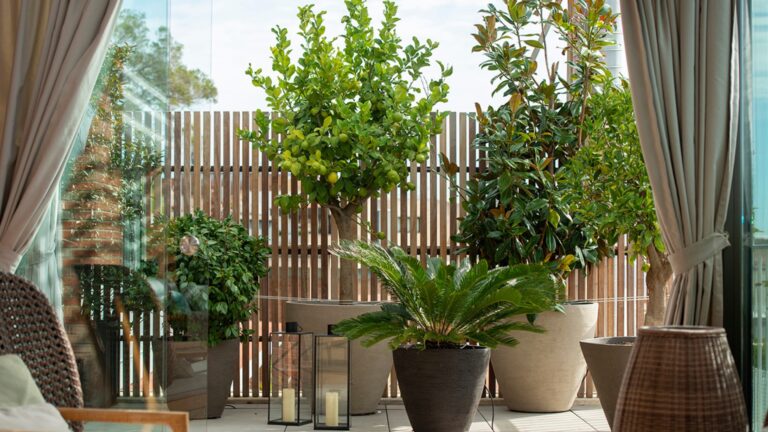 arboles en macetas en un balcon
