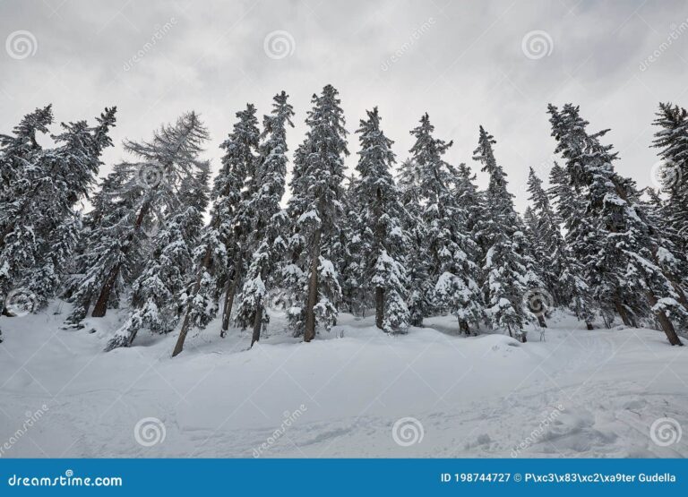arboles en un paisaje montanoso nevado