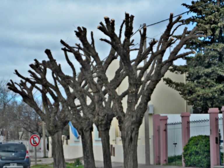 arboles podados en un paisaje mexicano