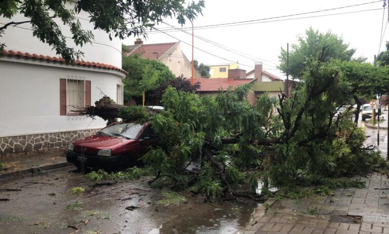 auto estacionado bajo un arbol frondoso