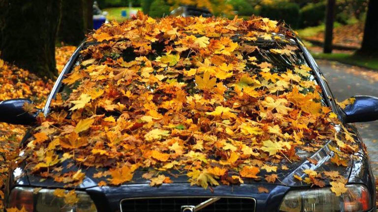 auto nuevo bajo un arbol de otono