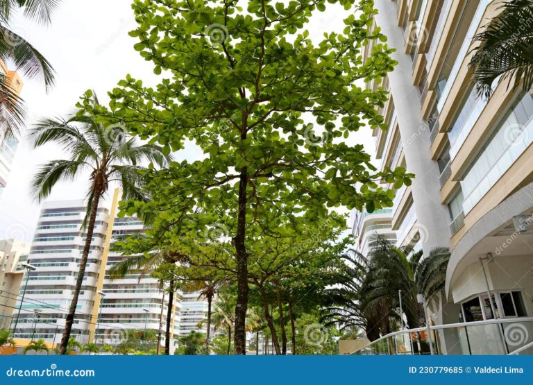 Qué servicios y ubicación ofrece la Av. Capitán Carlos León 4 avenida con arboles y edificios modernos