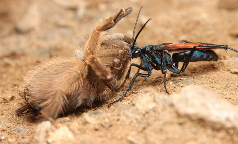 avispa negra y azul en su habitat
