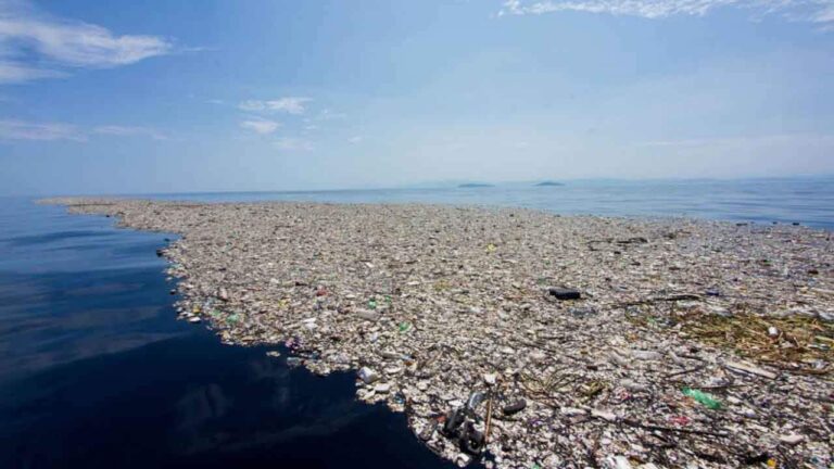 basura en el oceano con vida marina