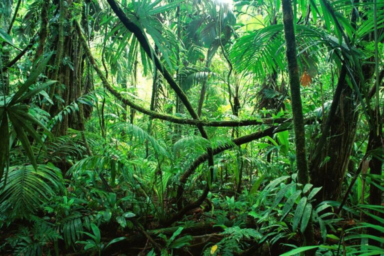 Qué animales, plantas y hongos puedes encontrar en tu entorno natural 5 biodiversidad en un bosque natural