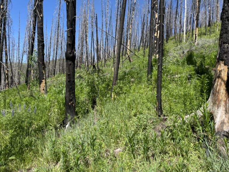 bosque con cambios de clima visibles