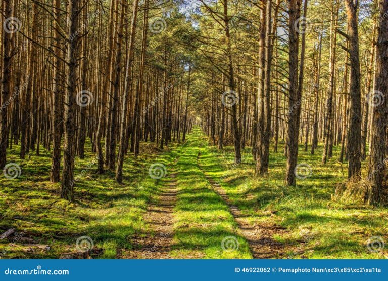 bosque denso con arboles en pie