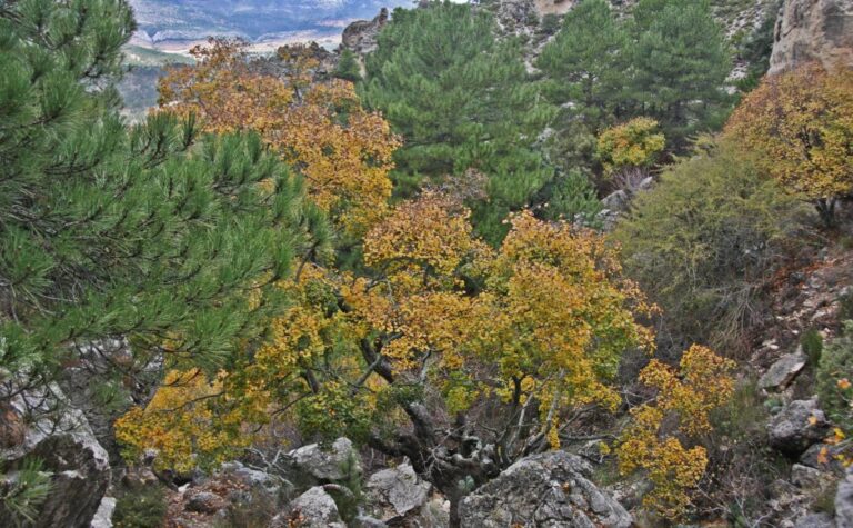 bosque frondoso con arboles recien plantados