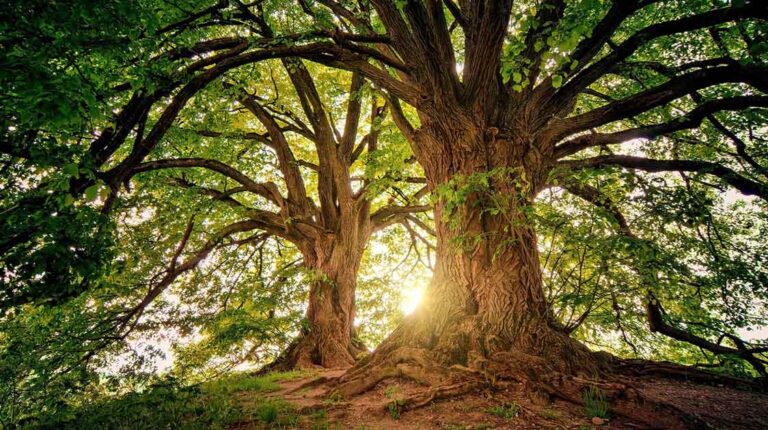 Qué aspectos importantes debo investigar sobre el bosque 28 bosque frondoso con diversidad de arboles