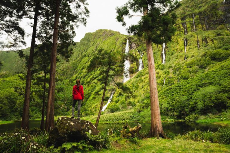 bosque frondoso con vida salvaje abundante