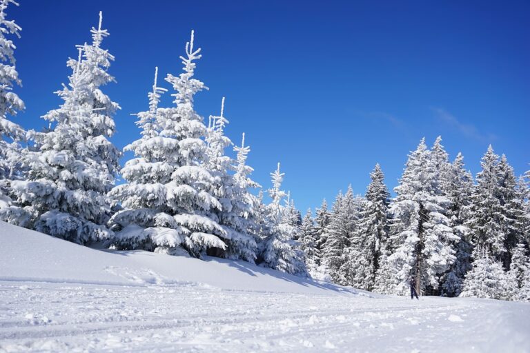 bosque nevado con coniferas y musgos