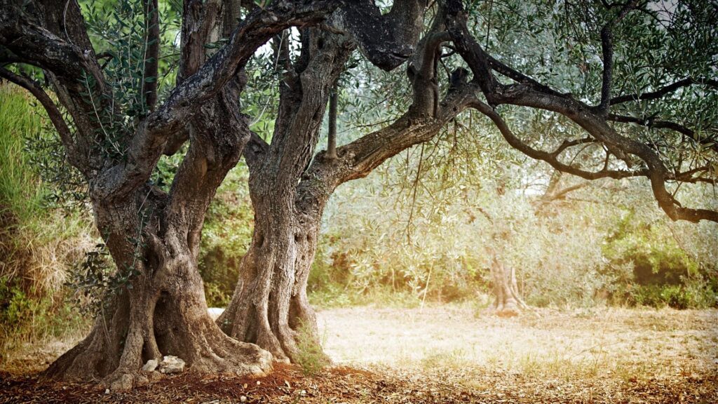 Qué Medidas Se Han Implementado Para Mejorar El Aprovechamiento Forestal