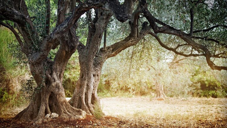 Qué Medidas Se Han Implementado Para Mejorar El Aprovechamiento Forestal 24 bosque saludable con arboles bien gestionados