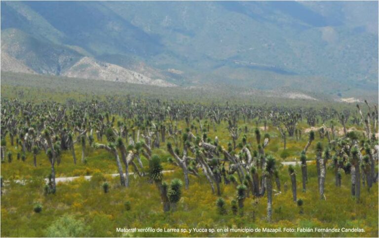 bosque seco mexicano con vegetacion diversa