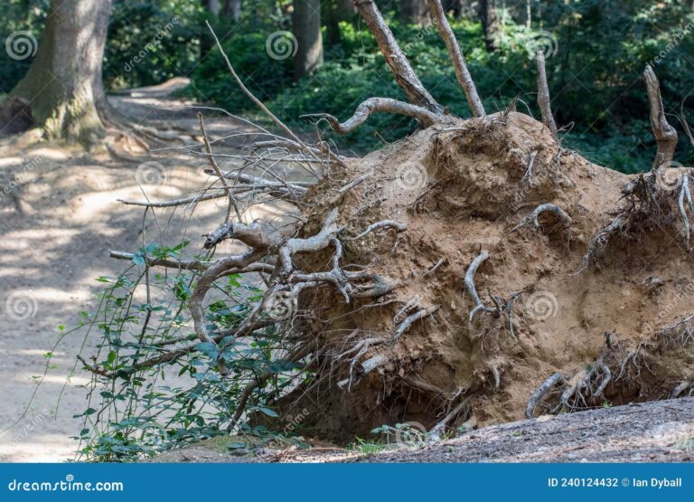 bosque talado con arboles caidos