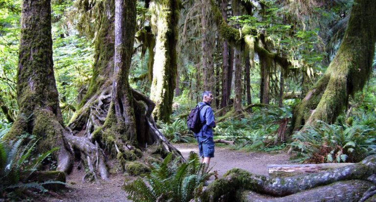 bosque templado lluvioso con arboles verdes
