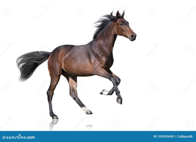 caballo en movimiento sobre fondo blanco