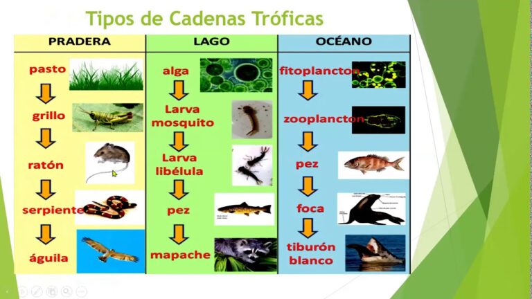 Qué organismos forman parte de la cadena alimenticia del pasto 24 cadena alimenticia en pradera verde