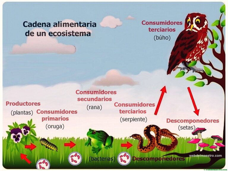 cadena alimenticia en un ecosistema natural