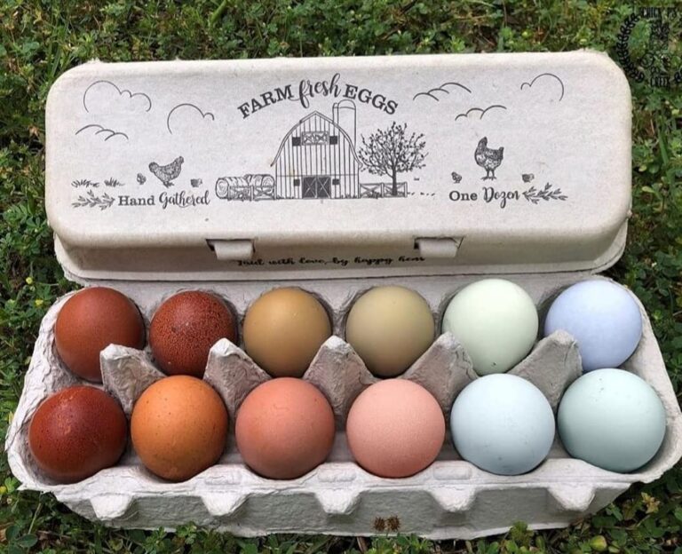 caja de huevos con huevos frescos