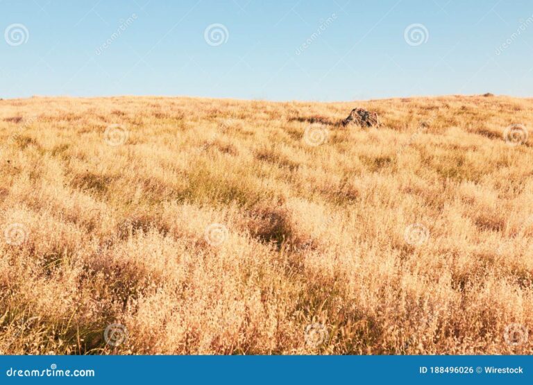campo seco bajo un cielo despejado