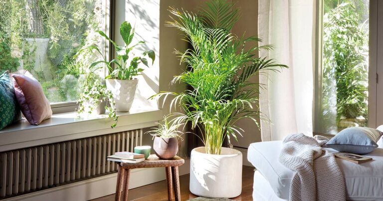 casa limpia con plantas y ventilacion