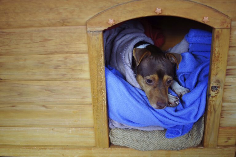 casitas acogedoras para perros en casa