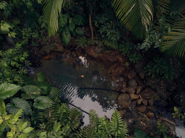 charco de agua en un bosque