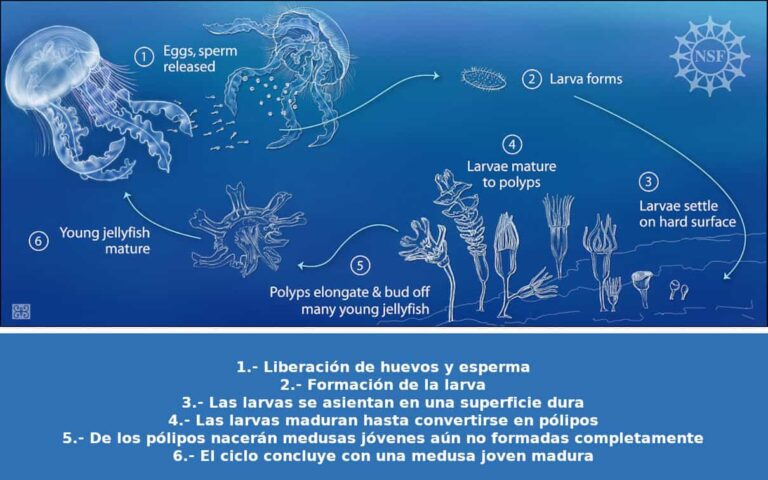 Cómo Nacen las Medusas y Qué Deben Saber los Niños 8 ciclo de vida de las medusas