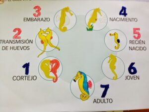 ciclo de vida del caballito de mar