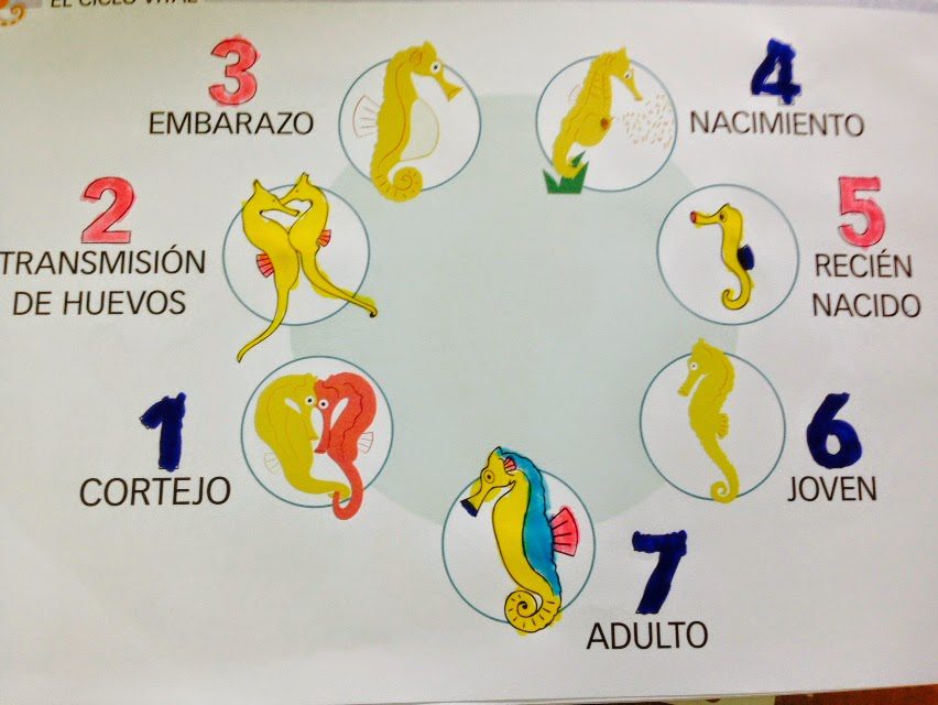 Cuál es el ciclo de vida del caballito de mar y sus etapas 6 Cuál es el ciclo de vida del caballito de mar y sus etapas