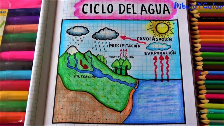ciclo hidrologico ilustrado con etapas claras