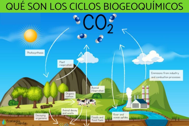 ciclos biogeoquimicos en un ecosistema natural