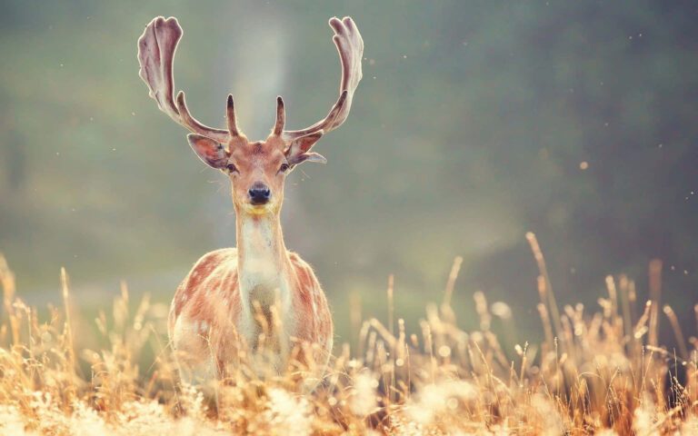 ciervo pastando en un bosque frondoso