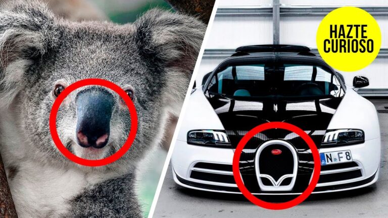 Qué coches han sido inspirados por el mundo animal 3 coches con disenos inspirados en animales