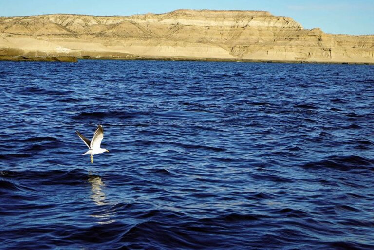 Cuáles son las principales diferencias entre agua salada y agua dulce 6 comparacion de oceano y lago sereno