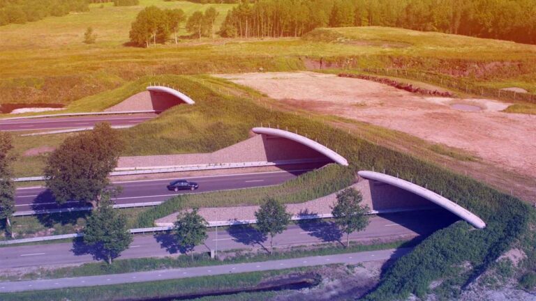 cruce de fauna en un paisaje natural