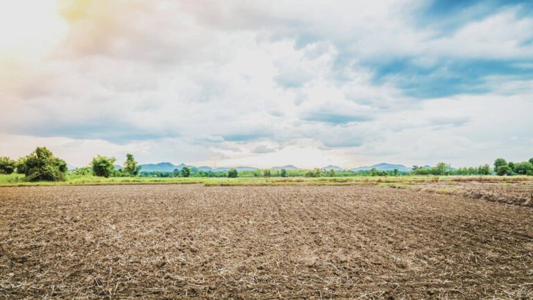 cultivos agricolas en un campo fertil