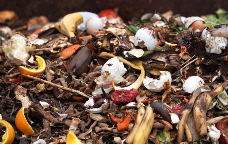 descomposicion de desechos organicos en vertedero