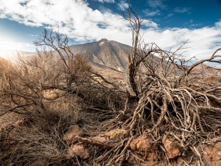 desierto arido con arboles marchitos